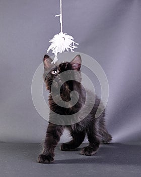 Small black kitten playing with toy