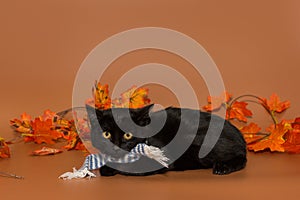 Small black kitten in a scarf