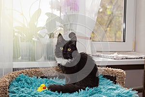 Small black kitten sits on the bed