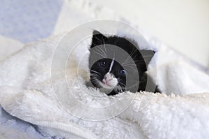 Small black kitten snuggling in the blankets