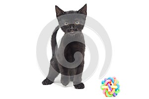Small black kitten with a toy