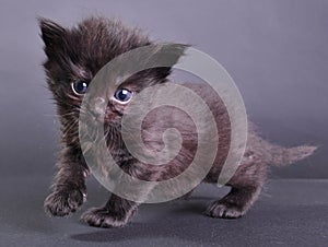 Small black kitten walking jumping and running