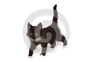 Small black kitten walks