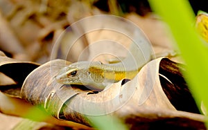 Small black lizard crawling on dry leaves
