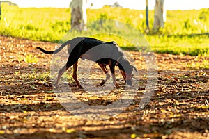 Small black mutt dog