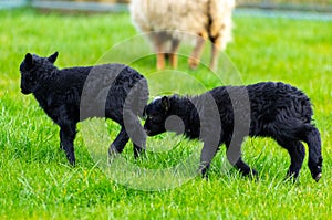 Small black Ouessant lambs in meadow