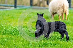 Small black Ouessant lambs in meadow