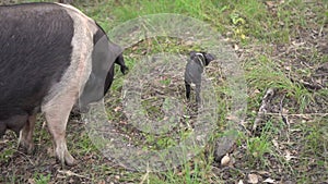 Small black piglet with mother sow pig in natural grass setting, slow motion