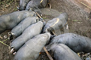 Small black pigs eat from a wooden trough