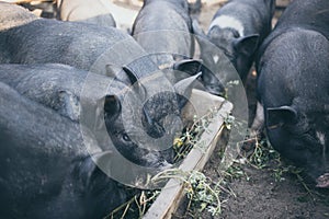 Small black pigs eat from a wooden trough