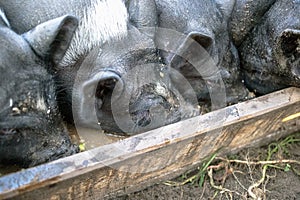 Small black pigs eat from a wooden trough on the farm