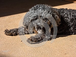 Small black poodle dog bitting its own leg.