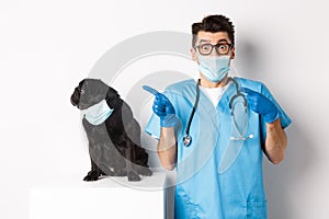 Small black pug dog in medical mask looking left at copy space while sitting near doctor veterinarian in vet clinic