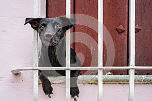 Small black Puppy