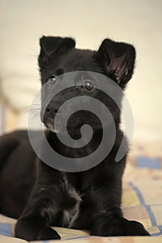 Small black puppy pooch