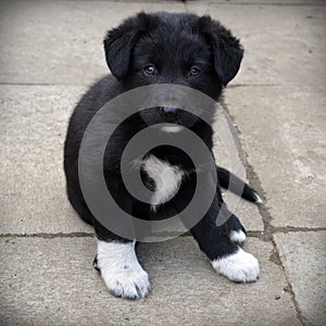 Small black puppy with white emblem on the chest and paws