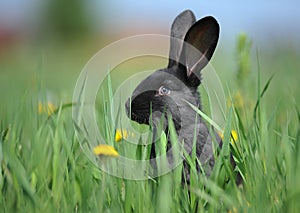 Small Black Rabbit