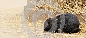 A small black rabbit on a farm. A layout with space for text.