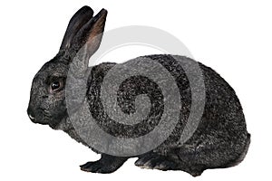 Small black rabbit isolated on white