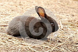 A small black rabbit sits on straw in the sun