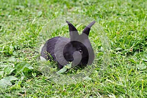 Small black rabbit