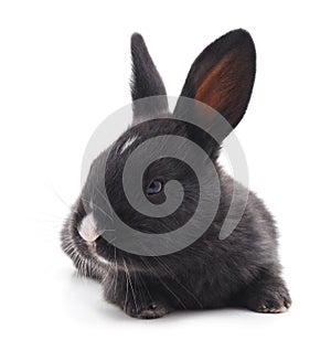 Small black rabbit.