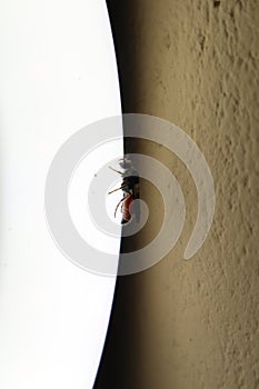The bee landed on the surface of the white lamp light.