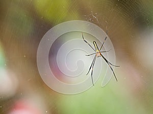 Small black red spider on web in nature waiting bug insect for food