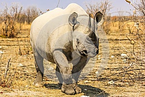 Small black rhino