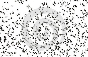 Small black silhouettes of numerous migratory birds starlings spread their wings fly in a large flock against the white