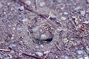Small black snail on stony ground close-up