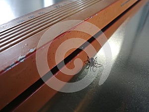 Small black spider on a gray shiny surface