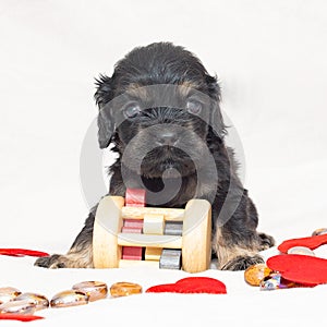 Small black spotted cocker spaniel puppy with toys