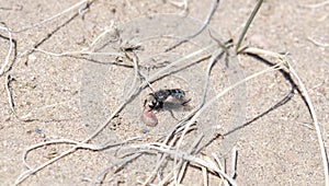 A Small Black Tachynid Fly Gonia on the Ground