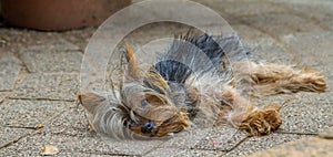 Forlorn looking puppy lying outside photo