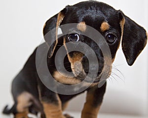 Small black and tan puppy with floppy ears