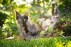 black tortie maine coon kitten outdoors in green garden