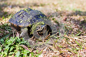 The small black turtle is walking in the grass field.
