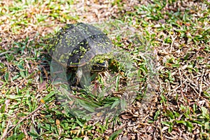 The small black turtle is walking in the grass field. The green grass stick on its body