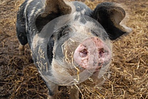 Small black variegated Danish landrace pig