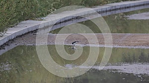 Small Black and white bird finds its reflections