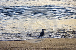 A small black and white bird standing on the silky brown sand at the beach with ocean waves rolling in at Bal Harbour Beach