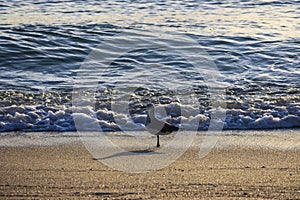 A small black and white bird standing on the silky brown sand at the beach with ocean waves rolling in at Bal Harbour Beach in