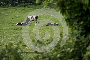 Small black and white calf resting on a green grass in a field framed by dark bush in foreground out of focus. Agriculture