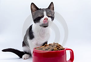 Small black and white cat eating I think in a red cup on a white background. Small pets. Domestic felines