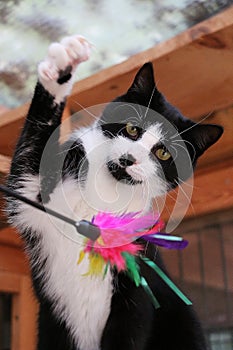 Small black and white cat is playing with a toy with colorful feathers