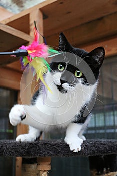 Small black and white cat is playing with a toy with colorful feathers