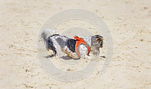A small black and white dog digging a sand crab out of the sand