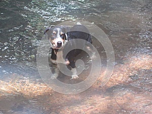 A small black and white dog standing in the water