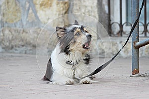 A small black and white dog waiting for the owner and tied to the store